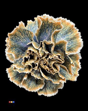 Dianthus St Gothic Orange