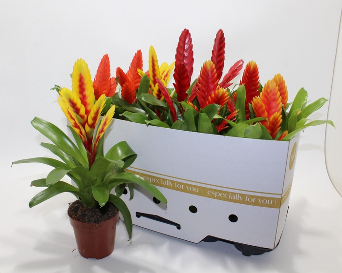 <h4>VRIES GEM 8 SRT</h4>