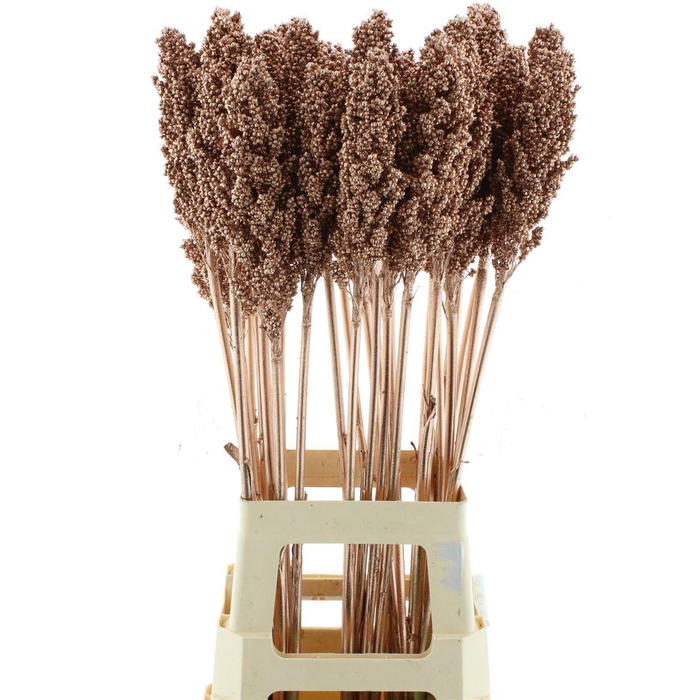 <h4>Sorgum Koper</h4>