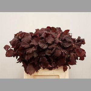 Coryl Av Rote Zellernuss