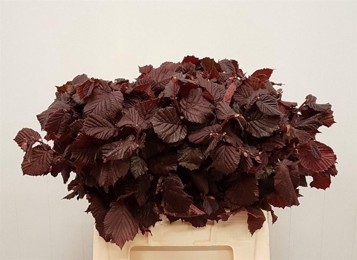 <h4>Corylus Ave Rote Zellernuss</h4>
