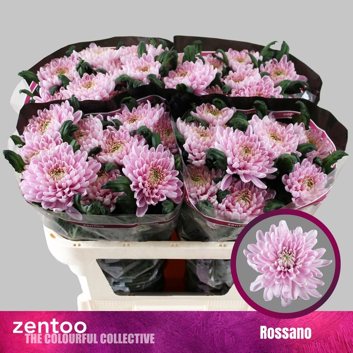 <h4>Chrysanten Chr G Rossano</h4>
