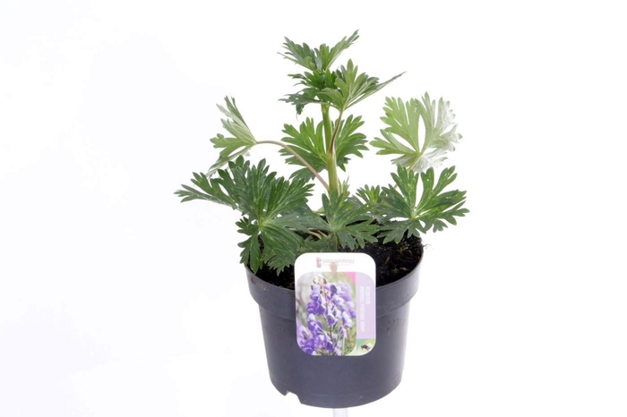 <h4>Aconitum arendsii Pershore Abbey</h4>