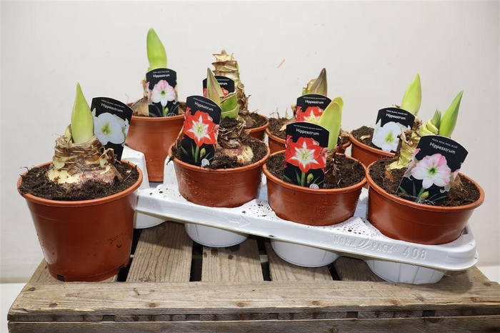 <h4>Hippeas Gem</h4>