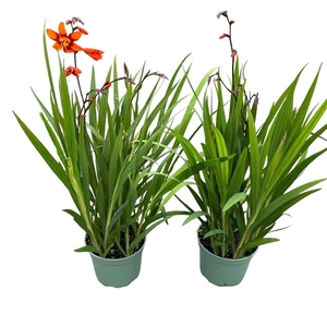 Crocosmia Emily Mckenzie