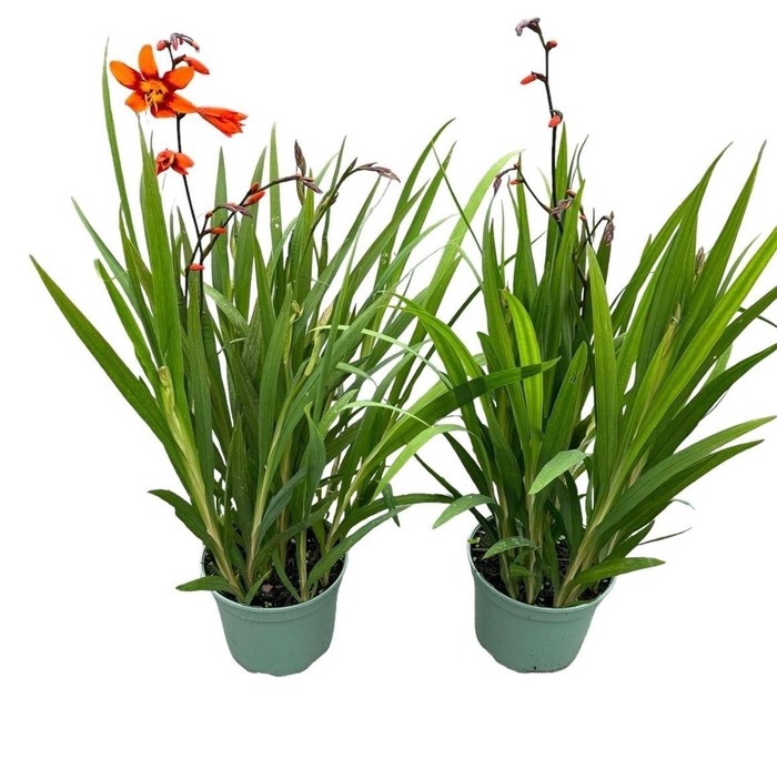<h4>Crocosmia Emily Mckenzie</h4>