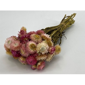 Dried Helichrysum Pink P Bunch