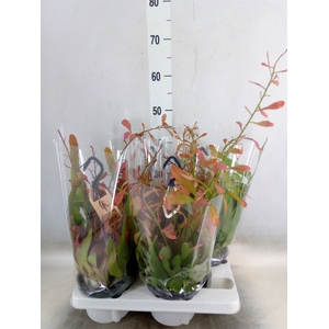 Rhipsalis   ...
