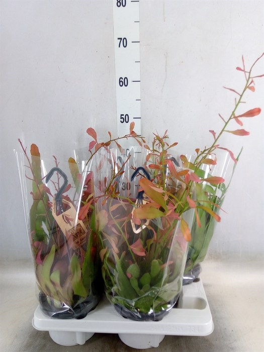 <h4>Rhipsalis   ...</h4>