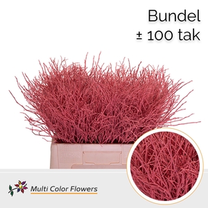 Heidelbeer (Bundel) Koraal