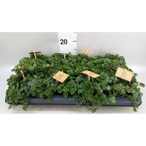 Sedum makinoi 'Tornado'