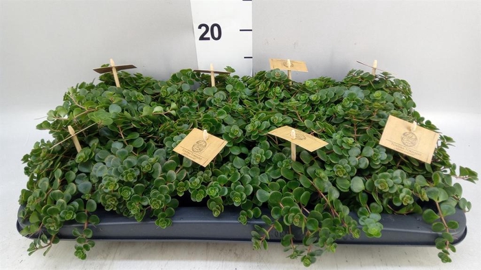 <h4>Sedum makinoi 'Tornado'</h4>