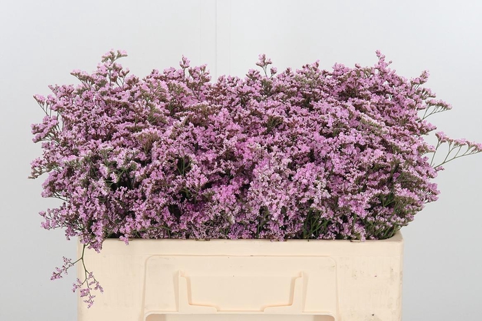 <h4>Lim Saf Oshi Pink</h4>