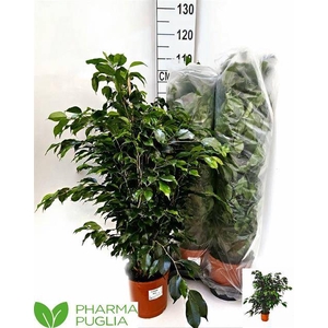 Ficus Ben. Anastasia 21Ø 100cm 1pp