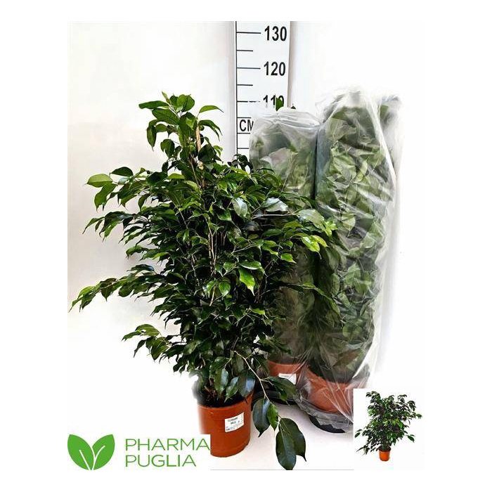 <h4>Ficus Ben. Anastasia 21Ø 100cm 1pp</h4>