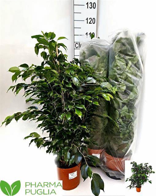 Ficus Ben. Anastasia 21Ø 100cm 1pp
