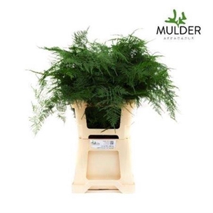 Asp Setaceus Extra Veren