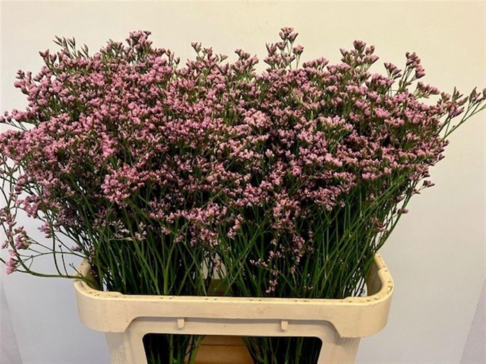 <h4>LIM MR SILVER PINK</h4>