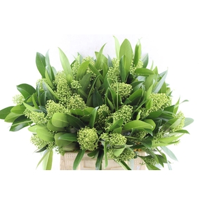 Skimmia Kew Green Bunch