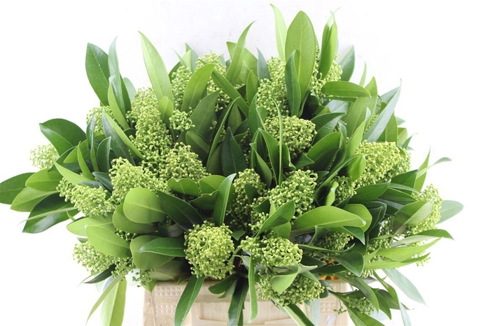 <h4>Skimmia Kew Green Bunch</h4>