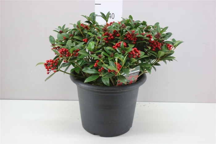 <h4>Skimmia Jap. Rode Bes 15+</h4>