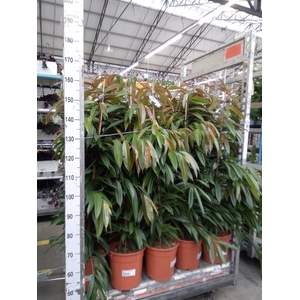 Ficus binn. 'Amstel King'