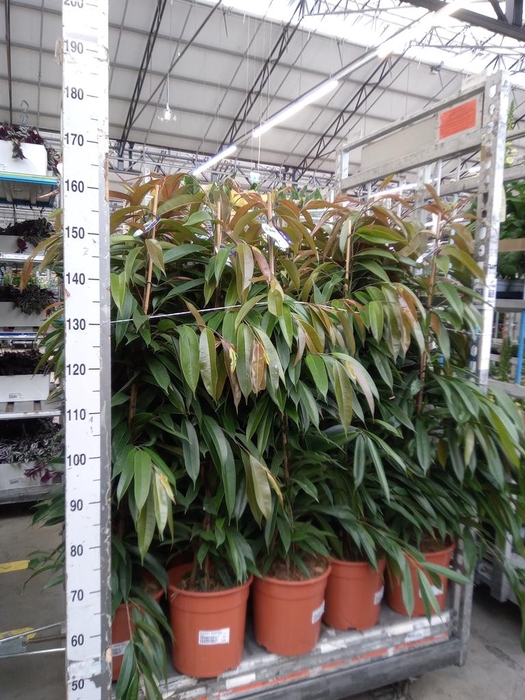 <h4>Ficus binn. 'Amstel King'</h4>