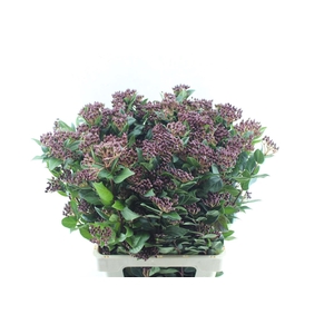 Viburnum Berries Xxl