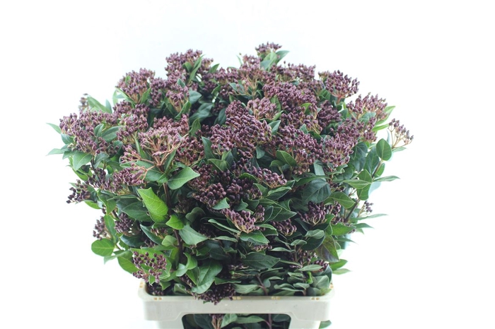 Viburnum Berries Xxl