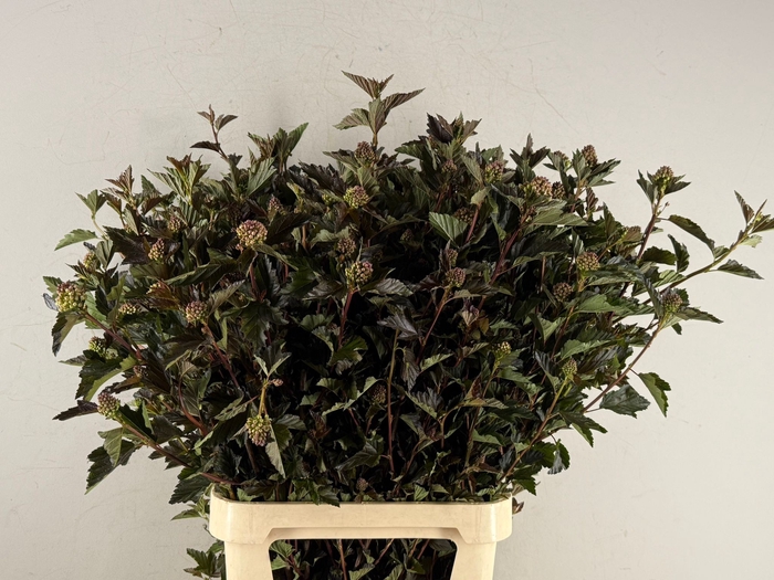 <h4>Physocarpus Red Baron</h4>