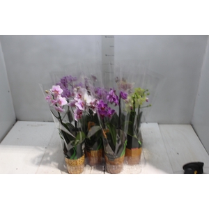 PHALAENOPSIS MINI P09 2 HT