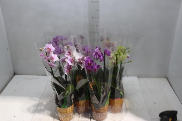 <h4>PHALAENOPSIS MINI P09 2 HT</h4>
