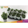 Aster Nb Carnaval Mix In Pot