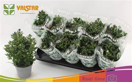 Aster Nb Carnaval Mix In Pot