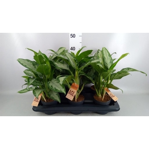 Aglaonema   ...