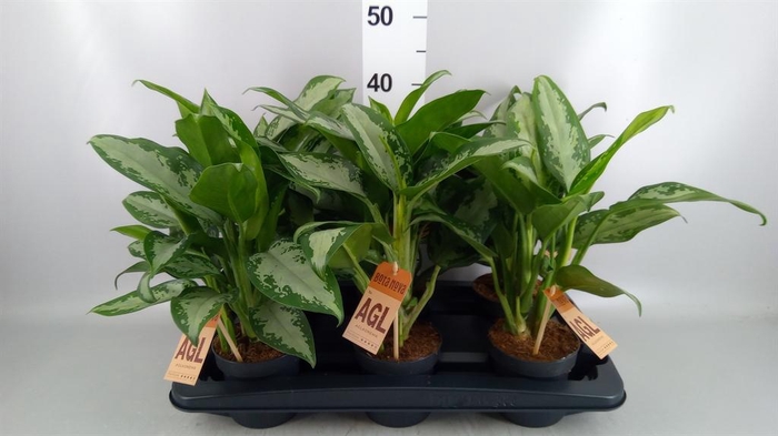 <h4>Aglaonema   ...</h4>