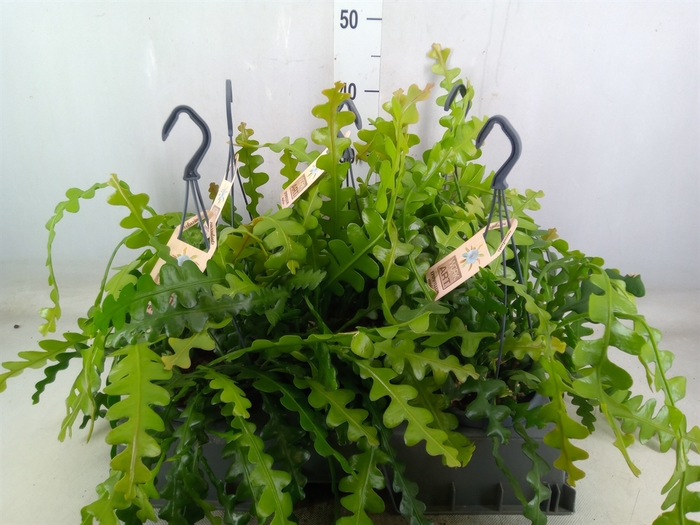 <h4>Epiphyllum anguliger</h4>