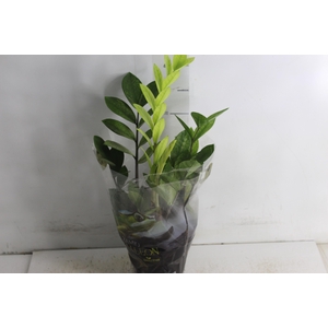 ZAMIOCULCAS CHAMELEON P14