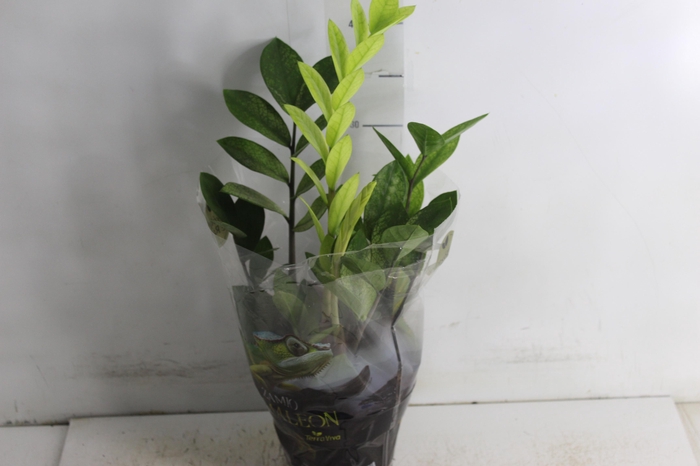 <h4>ZAMIOCULCAS CHAMELEON P14</h4>