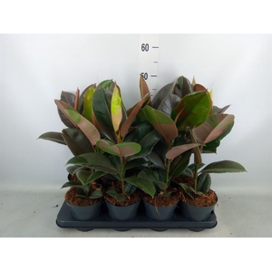 Ficus elastica 'Pink Camouflage'