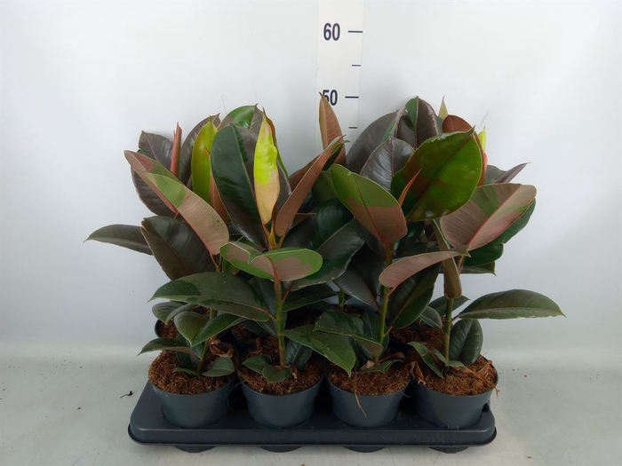 <h4>Ficus elastica 'Pink Camouflage'</h4>