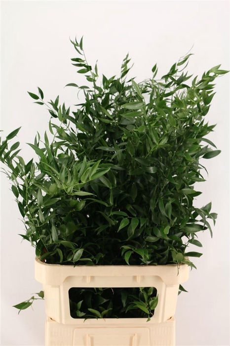 <h4>DANAE RACEMOSA PB</h4>