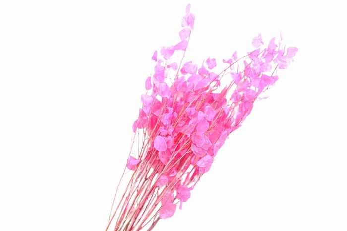 <h4>Lunaria Cerise</h4>