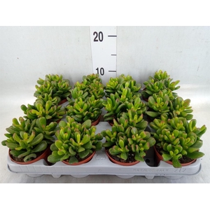 Crassula ovata 'Gandalf'