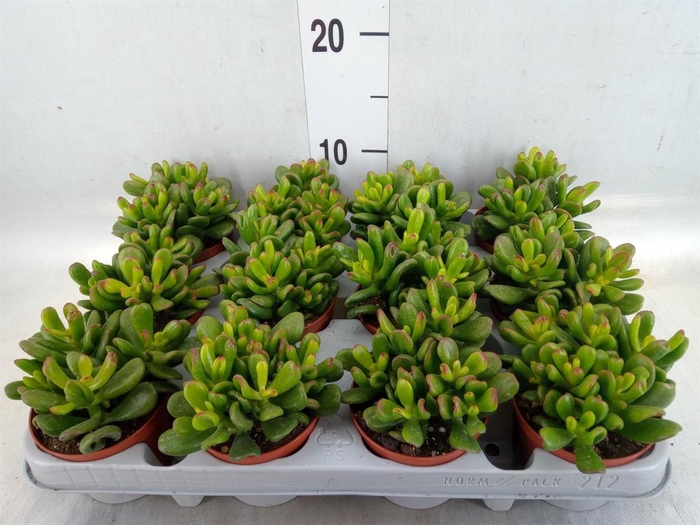 <h4>Crassula ovata 'Gandalf'</h4>