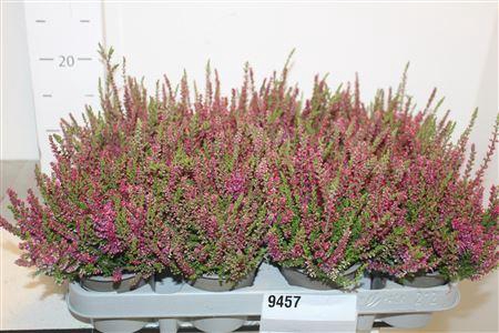 <h4>Callu Red Sun</h4>
