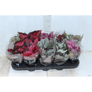 BEGONIA BELEAF P11 PO
