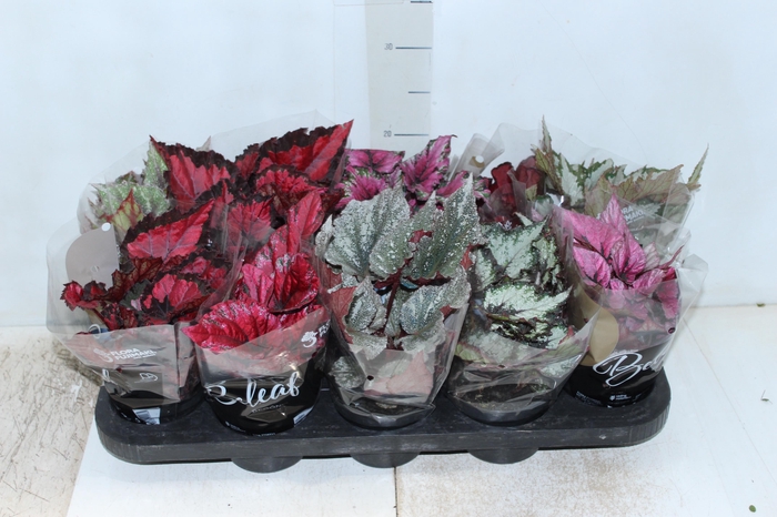 <h4>BEGONIA BELEAF P11 PO</h4>