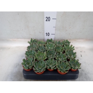 Echeveria ...