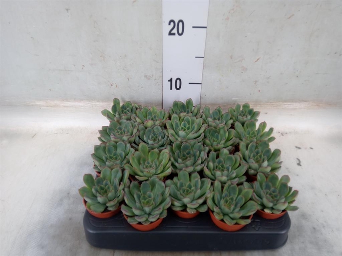<h4>Echeveria ...</h4>